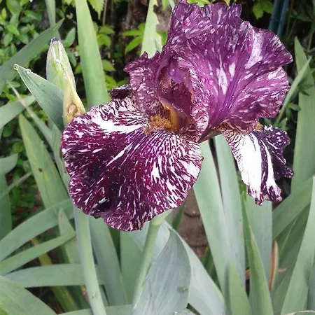 Il Giardino Dieci Bed & Breakfast *
