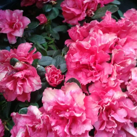 Bed & Breakfast Il Giardino Dieci