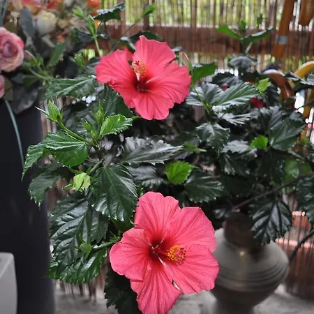 Il Giardino Dieci